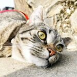 Profile picture of Spacecat Mowgli